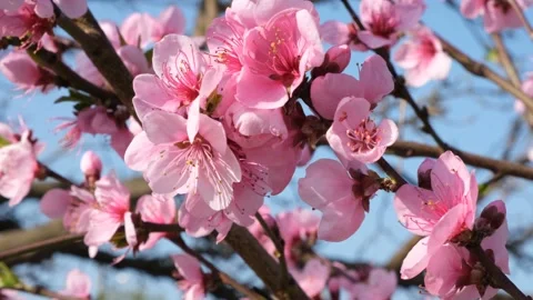 A blooming peach orchard. Video stock 185133865
