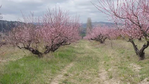 Blooming peach orchards trees in spring in Crimea in sunny Stock Footage 153314329