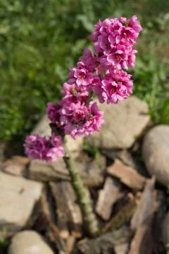 Blooming peach Stock Photos