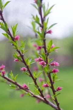  Blooming Peach Tree Branches Blooming peach fruit tree branches in the sp... Stock Photos