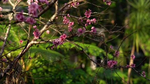 Blooming peach tree branches in the wind. Stock Footage 132405953