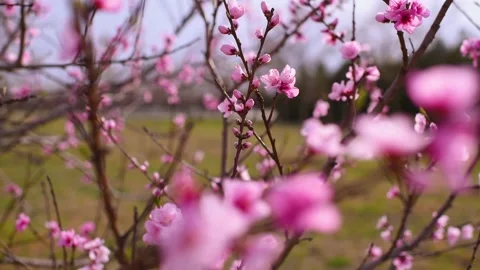 Blooming peach tree with soft flowers in sunny day close up. Springtime Stock Footage 305395215