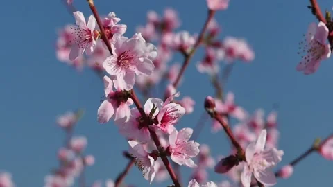 Blooming Peach Tree Spring Countryside Flowers Slow Motion 1 Stock Footage 237791880