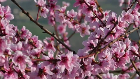 Blooming Peach Tree Spring Countryside Flowers Slow Motion 2 Stock Footage 237791947