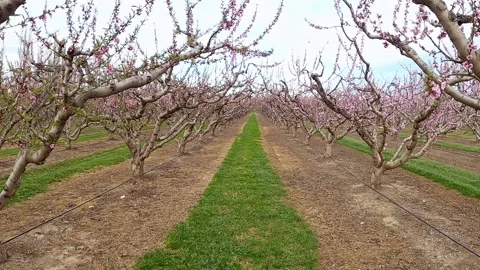 Blooming peach trees full of pink flowers in the spring season. Stock Footage 134616954