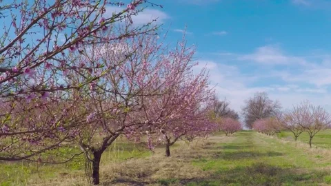 Blooming peach trees in peach orchard of a fruit farm. Stock Footage 73797174