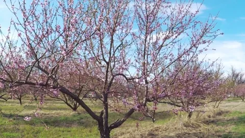 Blooming peach trees in peach orchard of a fruit farm. Stock-Footage 73797249