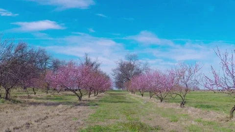 Blooming peach trees in peach orchard of a fruit farm. 動画素材 73797301