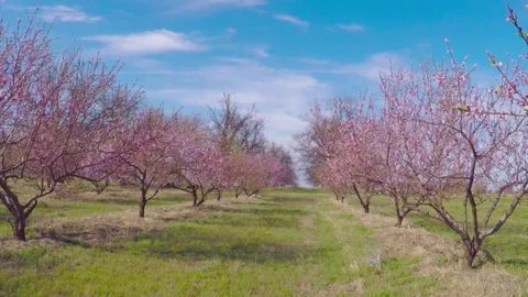 Blooming peach trees in peach orchard of a fruit farm. 動画素材 73797385