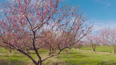 Blooming peach trees in peach orchard of a fruit farm. 動画素材 73797434