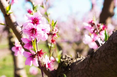 Blooming peach trees in spring Stock Photos