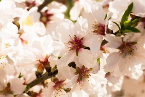 Blooming peach trees in spring Stock Photos