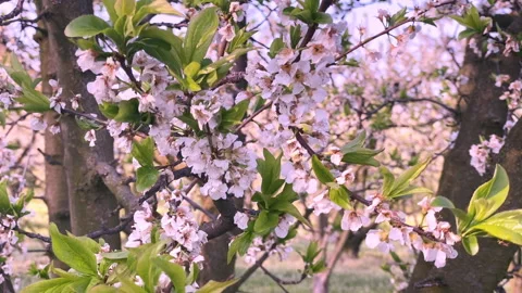 Blooming peach  trees with white flowers. Zoom in movement Stock Footage 150119022