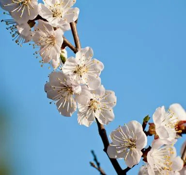 Blooming peach white flower in spring Stock Photos