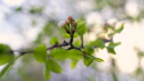 A blooming pear branch develops in the wind Video stock 129114569