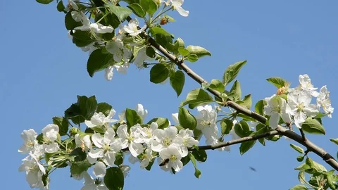 Blooming pear Stock Footage 102321117