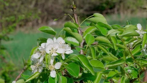 Blooming pear Video stock 308746353