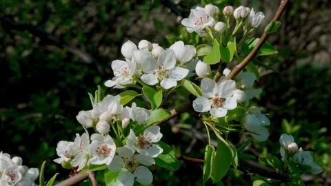 Blooming pear Video stock 308746357