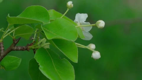 Blooming pear Video stock 308746362