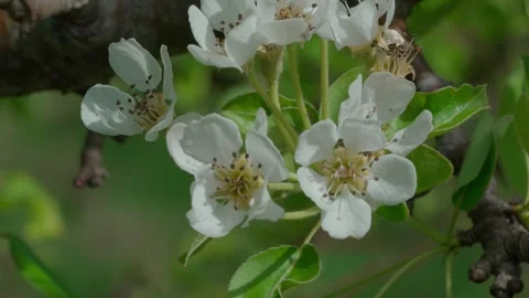 Blooming pear Video stock 308746363