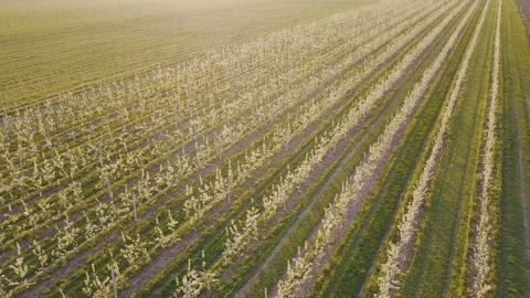 Blooming pear garden Stock Footage 92035330