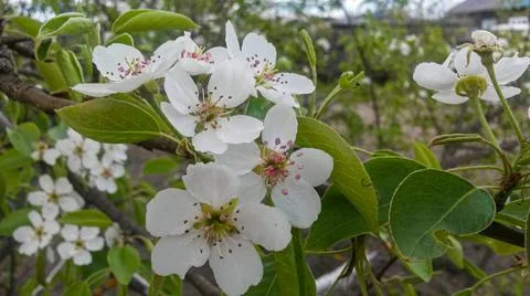 Blooming pear Stock Photos