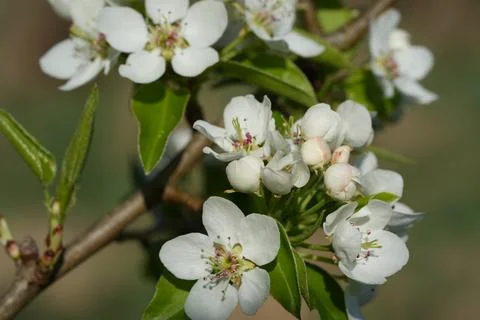 Blooming pear Fotos Stock