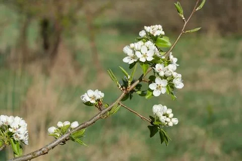 Blooming pear Stock-Fotos