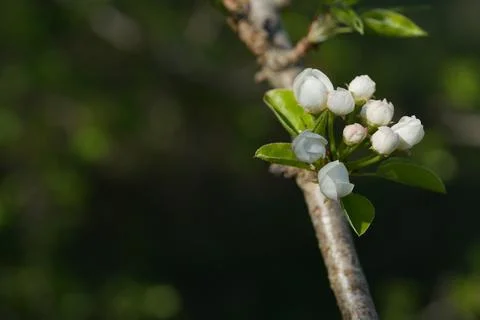 Blooming pear Stock Photos