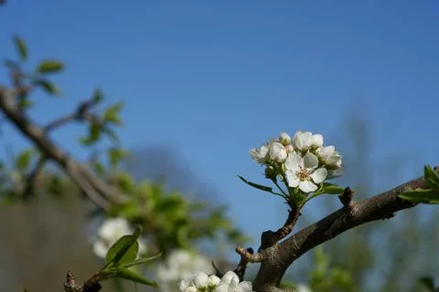Blooming pear 写真素材