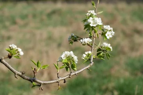 Blooming pear Stock-Fotos