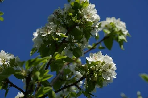 Blooming pear Fotos Stock