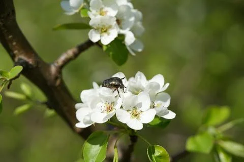 Blooming pear 库存照片