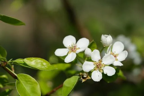 Blooming pear 库存照片