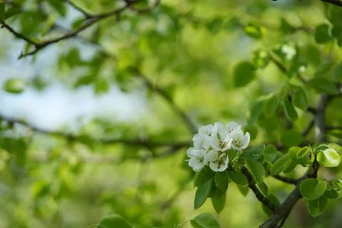 Blooming pear Fotos de archivo
