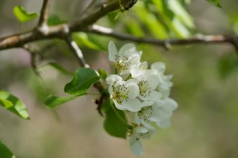Blooming pear 스톡 사진