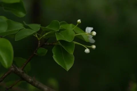 Blooming pear Stock-Fotos