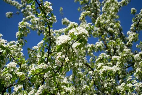 Blooming pear in spring with defocused background Stock Photos
