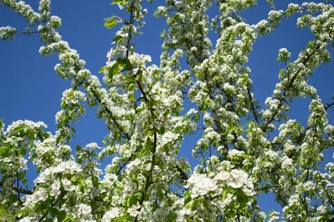 Blooming pear in spring with defocused background Stock Photos