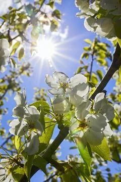 Blooming pear in spring with sun rays Stock Photos