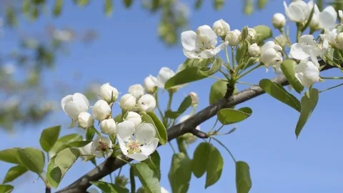 Blooming pear tree branch with on blue sky background Stock Footage 74758005