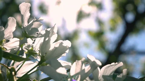 Blooming pear tree branch closeup trembling on the wind. Slo-mo 動画素材 65114353