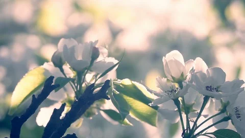 Blooming pear tree branch at planning shot. Slow motion. Video stock 124054963