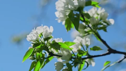 Blooming pear tree branch with white flowers on blue sky background. Stock Footage 275889996