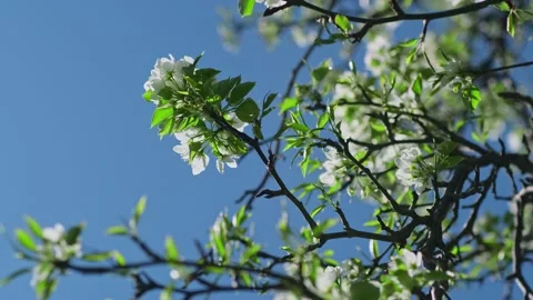 Blooming pear tree branch with white flowers on blue sky background. Stock Footage 276422217
