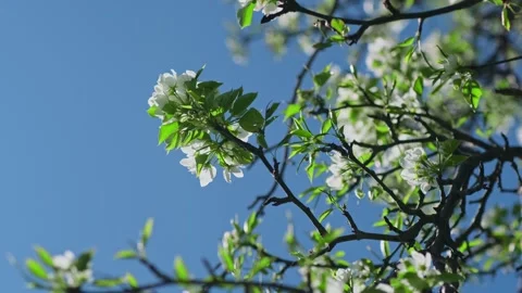 Blooming pear tree branch with white flowers on blue sky background. Video stock 297040105