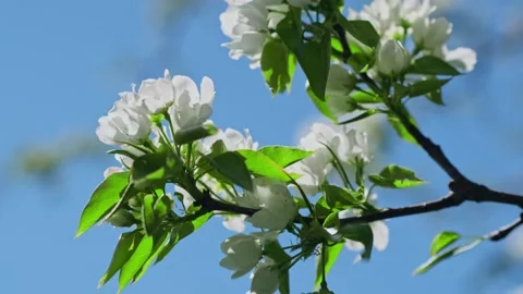 Blooming pear tree branch with white flowers on blue sky background. Video stock 299782634