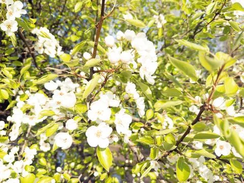 Blooming Pear Tree Branch White Flowers Green Leaves Sunlight Fotos de archivo