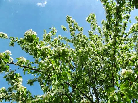 Blooming pear tree branches with white flowers against clear blue sky Stock Photos