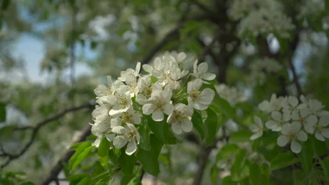 Blooming pear tree close up. Nature on spring Stock Footage 188711560